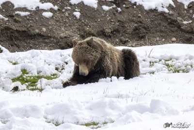 Grizzly Quill G288 YNP May 2025
